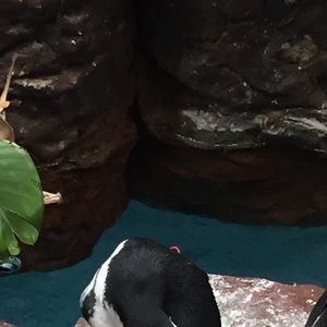 Meet your Posher, Thien